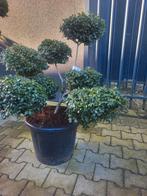Ilex crenata "Green Lustre" bonsai, Halfschaduw, Overige soorten, Lente, Minder dan 100 cm