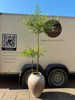 Kunstplant Sophora in pot Vessel Mina, Ophalen of Verzenden