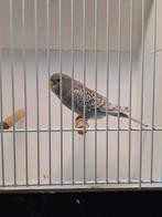 blackface melanistic pop, Dieren en Toebehoren, Vogels | Parkieten en Papegaaien, Vrouwelijk, Parkiet, Geringd