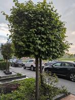 Leibomen 2x (zelf uithalen), Tuin en Terras, Overige soorten, Minder dan 100 cm, Zomer, Ophalen