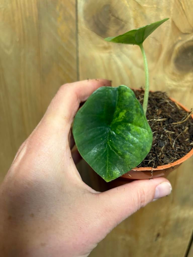 Alocasia platinum variegata plant aurea yellow lemon mint, Huis en Inrichting, Kamerplanten, Ophalen of Verzenden, Halfschaduw