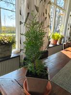 Tetraclinis articulta (kamerplant) cipres familie, Bloeit niet, Overige soorten, Minder dan 100 cm, Ophalen