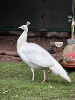 Pauwhanen 2 wit 2 blauw, Dieren en Toebehoren, Vogels | Overige Vogels, Meerdere dieren, Geringd