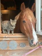 Fokmerrie d pony, Dieren en Toebehoren, Ophalen