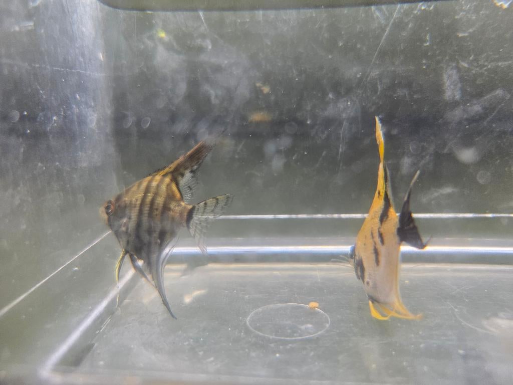 maanvissen, Vis, Zoetwatervis