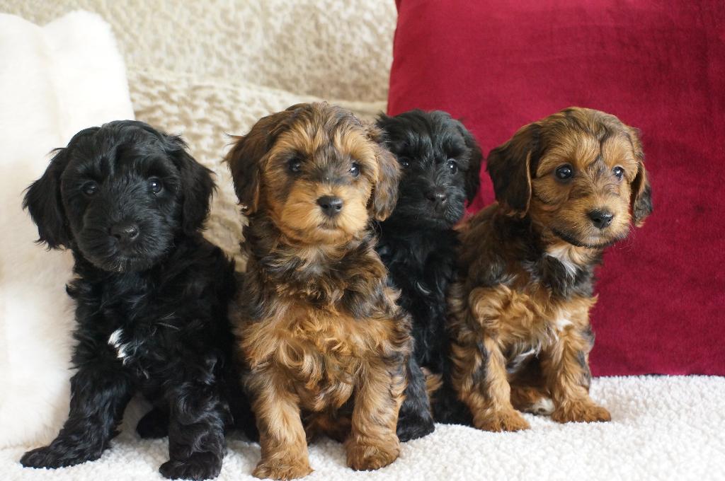 maltipoo  boomer /poedel papa stamboom, Dieren en Toebehoren, Poedel, Parvo, 8 tot 15 weken, Teef