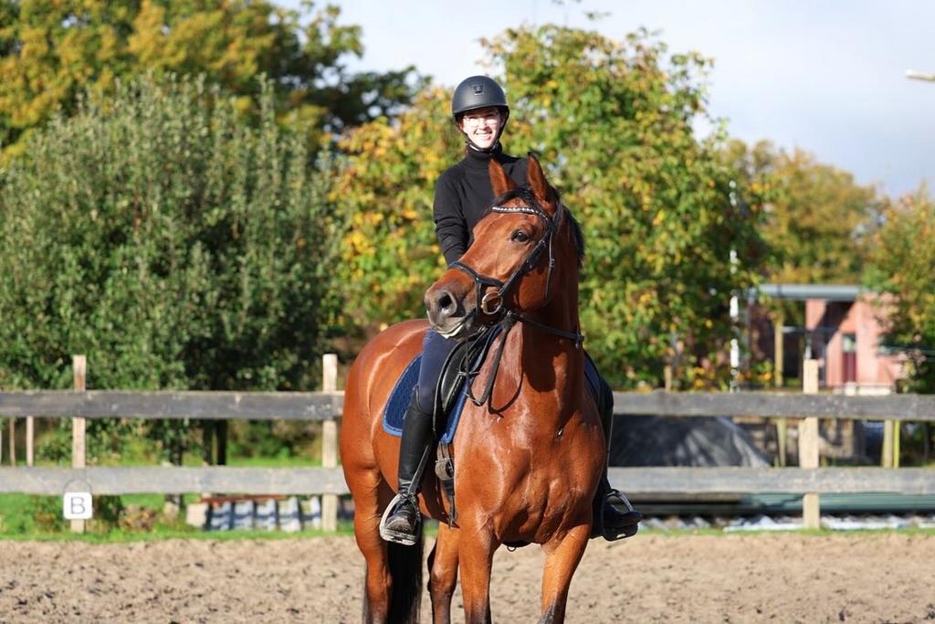 Leuke springpaard merrie van Jardonnay VDL, Dieren en Toebehoren, Paarden, Merrie, Springpaard, Ontwormd