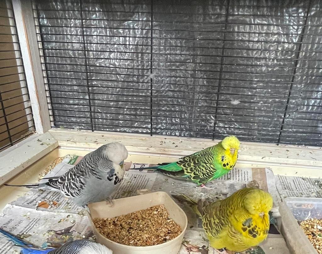 Mooi prachtig 3 koppels broedrijp grasparkieten te koop, Dieren en Toebehoren, Vogels | Parkieten en Papegaaien, Meerdere dieren