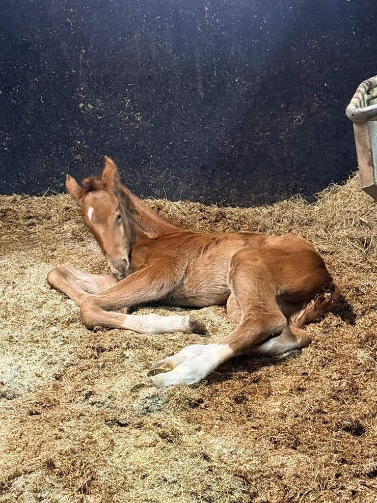 Mooi veulen van Mclaren x Johnson!, Niet van toepassing, Dressuurpaard, 0 tot 2 jaar, Hengst