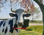 Koe levensecht ware groot  , boerderij koe, Ophalen of Verzenden, Nieuw, Kunststof, Dierenbeeld