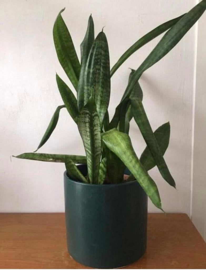 Vintage donkergroene bloempot met Sanseveria planten, Tuin en Terras, Bloempotten, Gebruikt, Terracotta, Binnen, Minder dan 40 cm