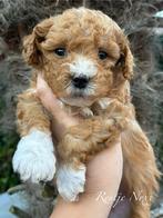 Super knappe mini labradoodle pups - mini doodle pups, Dieren en Toebehoren, Parvo, Nederland, Overige rassen, 8 tot 15 weken