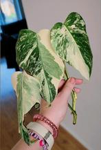 Monstera variegata, Huis en Inrichting, Kamerplanten, Ophalen, Halfschaduw, Minder dan 100 cm