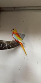 turqousine parkiet, Mannelijk, Parkiet