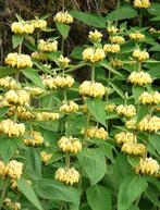Brandkruit Phlomis russeliana geel vaste plant tuin, Tuin en Terras, Planten | Tuinplanten, Vaste plant, Halfschaduw, Zomer, Ophalen