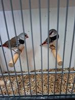 Koppel diamantvinken, Dieren en Toebehoren, Meerdere dieren