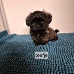 unieke kleuren raszuivere shih tzu pups, Overige rassen, 8 tot 15 weken, Meerdere, Meerdere dieren