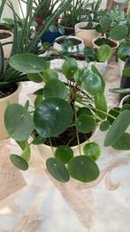 Pannenkoek plant met pot €6, Ophalen, Halfschaduw, Minder dan 100 cm