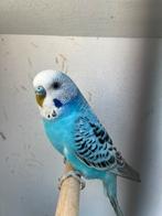 Parkieten koppel, Dieren en Toebehoren, Vogels | Parkieten en Papegaaien, Meerdere dieren, Parkiet