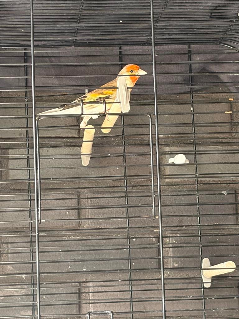 Bastaard kleine putter kanarie, Mannelijk, Wildzangvogel, Geringd