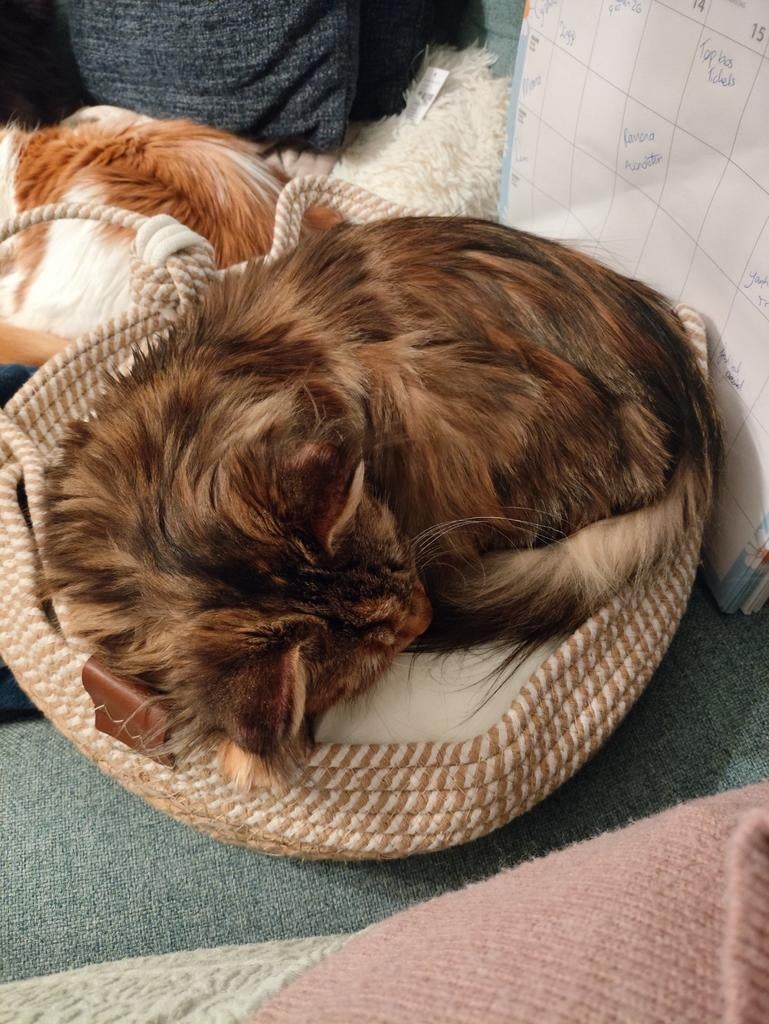 Maine Coon Poes, Dieren en Toebehoren, Katten en Kittens | Raskatten | Langhaar, Poes, Met stamboom, 0 tot 2 jaar