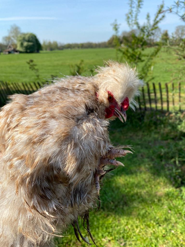Zijdehoen haan gratis, Dieren en Toebehoren, Pluimvee, Mannelijk, Kip