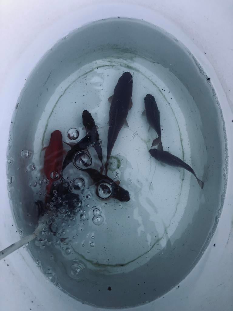 Vijvervissen Goudvis Sluierstaart 7-15 cm, Ophalen of Verzenden