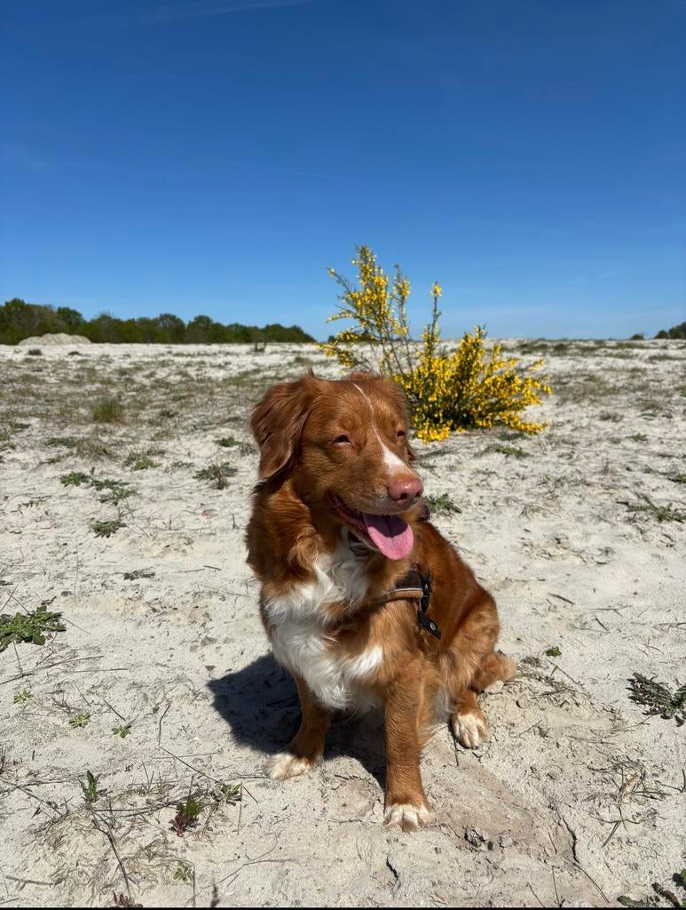 Toller pups (Nova Scotia Duck Tolling Retriever), Overige rassen, 8 tot 15 weken, Meerdere, Meerdere dieren
