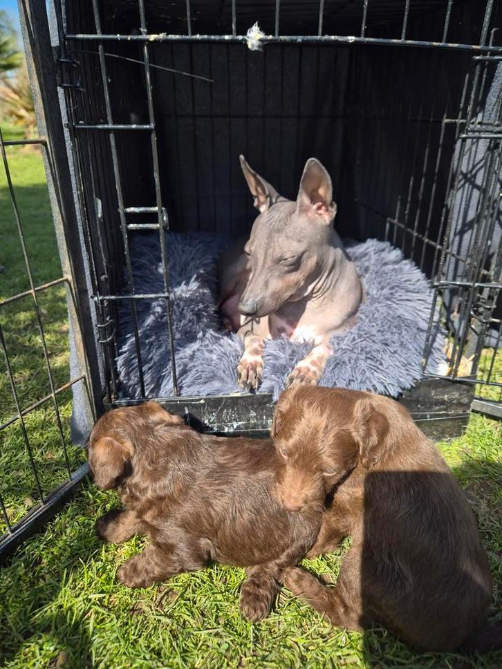 Te koop puppy's Toypoedel X American hairless terrier., Dieren en Toebehoren, Honden | Chihuahua's en Gezelschapshonden, Meerdere dieren