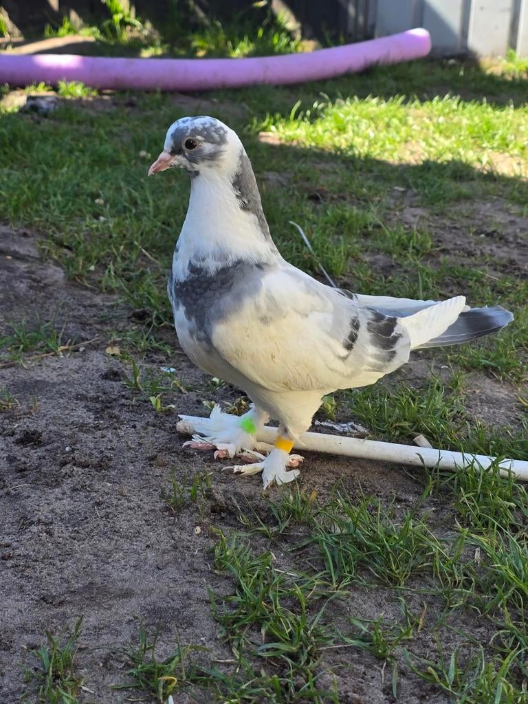 Takla babys 10 stuks, Dieren en Toebehoren, Meerdere dieren