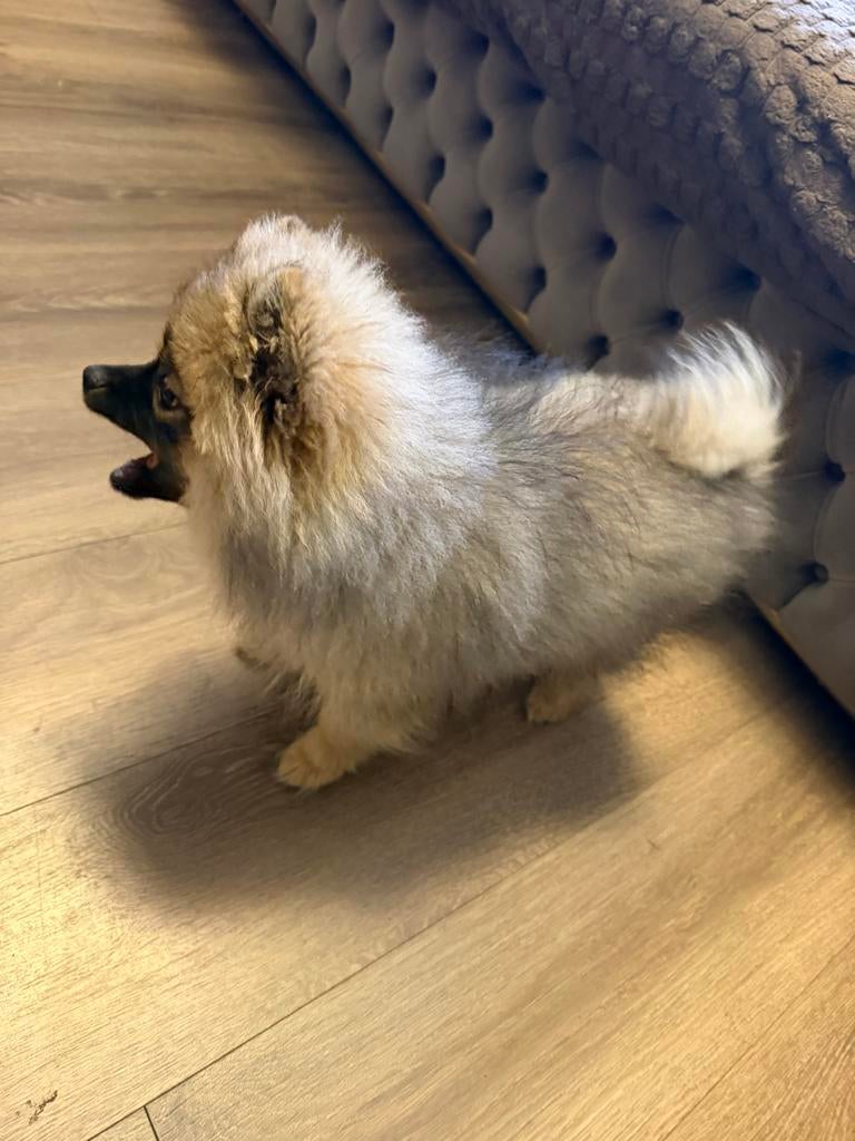 Pomsky pup, Dieren en Toebehoren, Honden | Poolhonden, Keeshonden en Oertypen, Keeshond, 15 weken tot 1 jaar, CDV (hondenziekte)