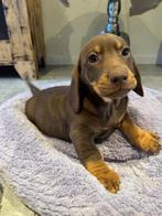 Super mooie Kaninchen x dwerg teckel pups, Parvo, 8 tot 15 weken, Korthaar, Dwerg