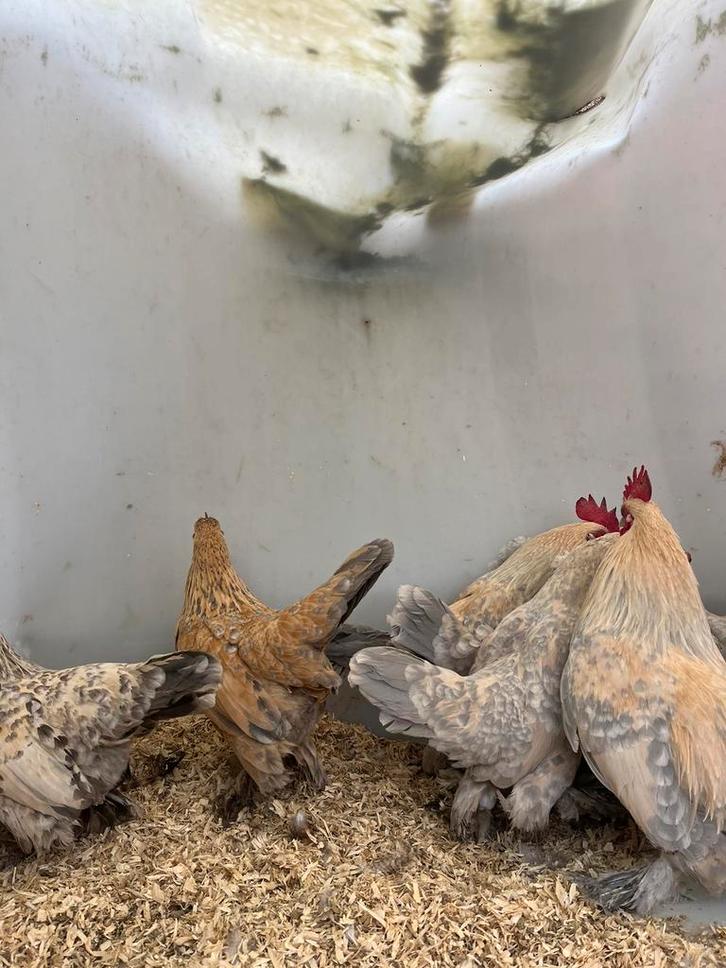 Prachtige mooie sabelpoot kippen, Dieren en Toebehoren, Pluimvee