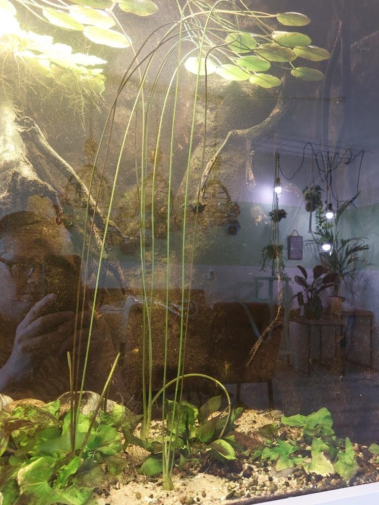 Hydrocleys nymphoide (Zuid-Amerikaanse waterlelie), Ophalen, Nieuw, Plant(en), Steen of Hout