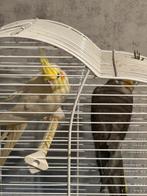 Vogels, Dieren en Toebehoren, Vogels | Parkieten en Papegaaien, Meerdere dieren, Parkiet