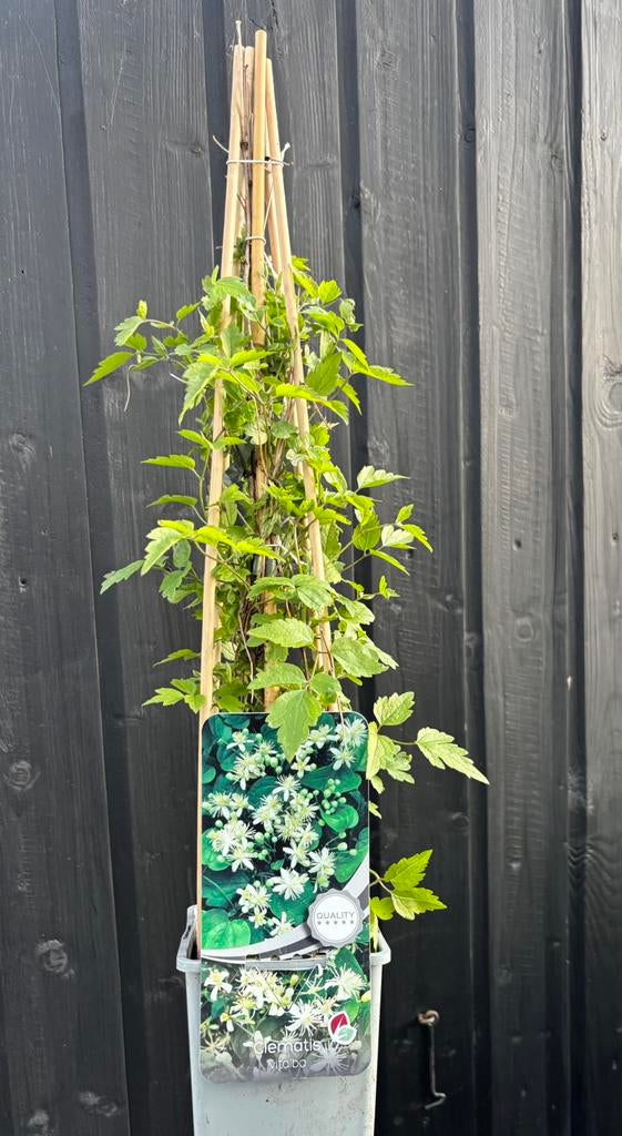 Clematis, Tuin en Terras, Planten | Tuinplanten, Ophalen of Verzenden, Vaste plant, Klimplanten, Halfschaduw