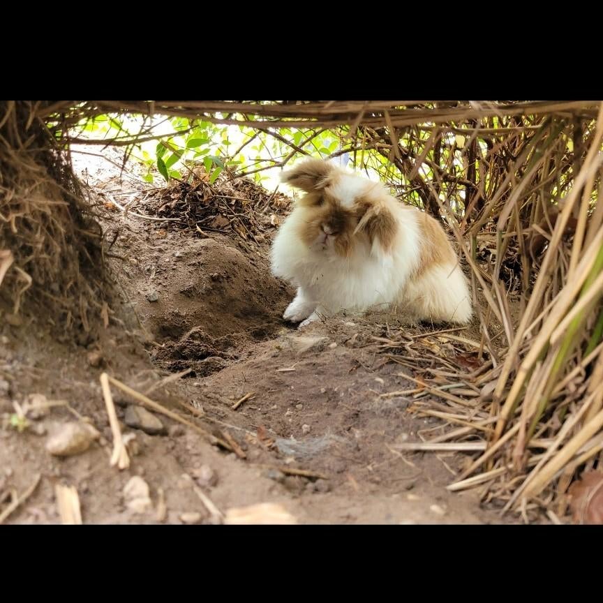 gecastreerd teddy dwerg/leeuwenkopje ram zoekt een huisje, Dieren en Toebehoren, Konijnen, Mannelijk, Dwerg