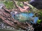 Bewezen koppel electric blue acara, Dieren en Toebehoren, Vis