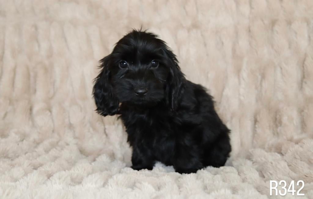 Prachtige teckel mix pups per direct beschikbaar, Dieren en Toebehoren, Honden | Teckels en Dashonden, Parvo, Nederland, 8 tot 15 weken