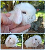 Prachtig wit met blauwe ogen minilop konijntje, Meerdere dieren, Dwerg