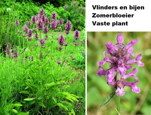 Betonie Stachys officinalis Andoorn vlinders bijen inheems, Tuin en Terras, Planten | Tuinplanten, Vaste plant, Bodembedekkers