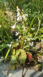 Begonia grandis winterhard, Tuin en Terras, Ophalen, Minder dan 100 cm, In pot