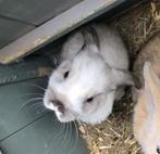 Hangoorkonijntje, Dieren en Toebehoren, Konijnen, Vrouwelijk