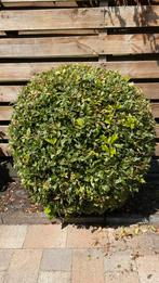 Hulst struik, Tuin en Terras, Ophalen, Overige soorten, Struik, 100 tot 250 cm
