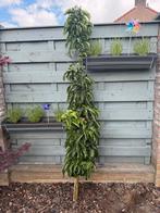 Sier Appelboom, Ophalen, 100 tot 250 cm, Appelboom, Lente