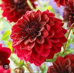 Dahlia knollen te ruil, Tuin en Terras, Bloembollen en Zaden, Ophalen of Verzenden, Gehele jaar, Halfschaduw, Knol