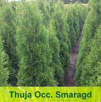 Thuja Occidentalis Smaragd haag met kluit!, Ophalen, Conifeer, Haag, 100 tot 250 cm