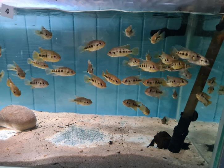 Tilapia Mariae bij Sjaka's Fish Heaven, Dieren en Toebehoren, Vissen | Aquariumvissen, Zoetwatervis, Vis