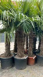Trachycarpus Fortunei palmboom Stamhoogte 100cm, Ophalen, Palmboom