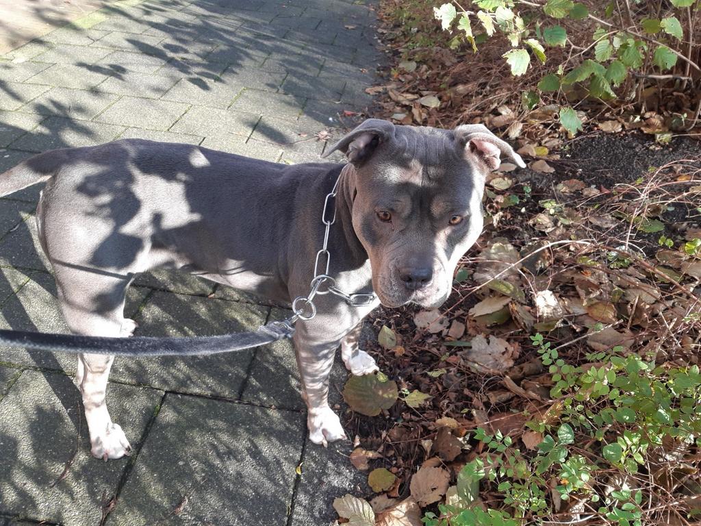 Amerikaanse bully met stamboom, Dieren en Toebehoren, Honden | Niet-rashonden, Middel, Teef, Particulier, Eén hond, Buitenland